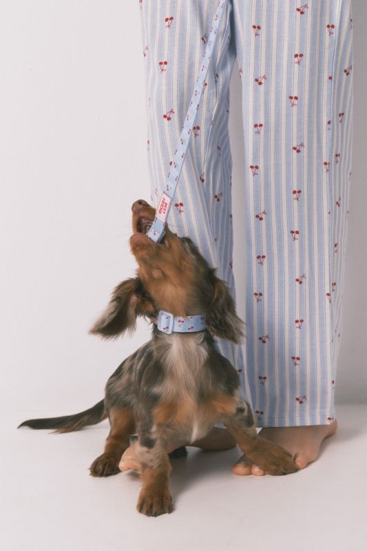 Lemmiklooma kaelarihm