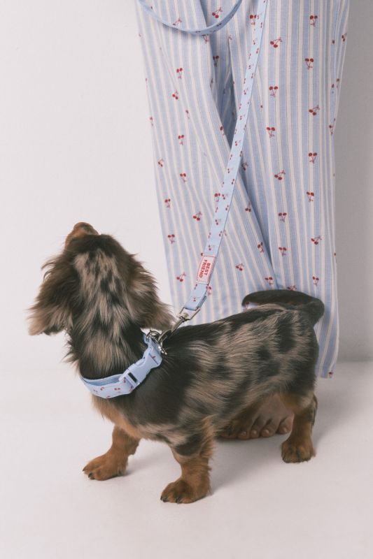 Lemmiklooma kaelarätt